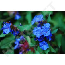 Bach Flower Remedies for Animals - Cerato
